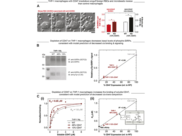 Immunostaining using Streptavidin FITC